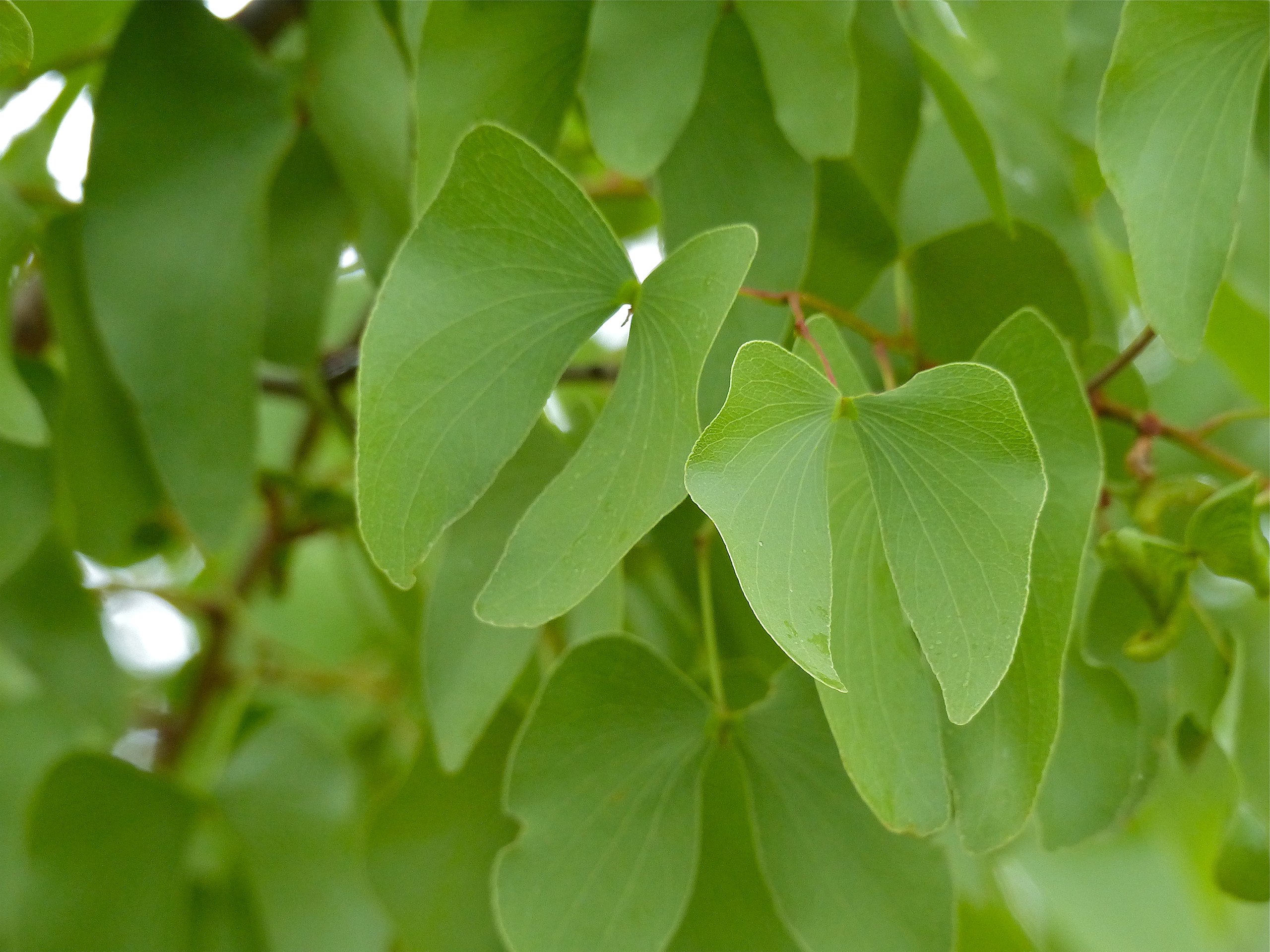 Feuilles de l'arbre Mopane (Mopane tree, Colophospermum mopane), caractéristiques par leur forme en ailes de papillon (Photo Bernard Dupont, flickr).